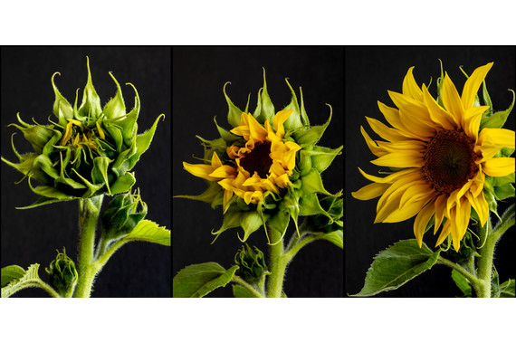 <p>1st - B Grade: Set Digital - Sunflower <small>© Gayle Tout</small></p>
