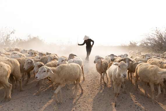 <p>HC - A Grade: Open Digital - Sheep Herder <small>© Monique Whear</small></p>
