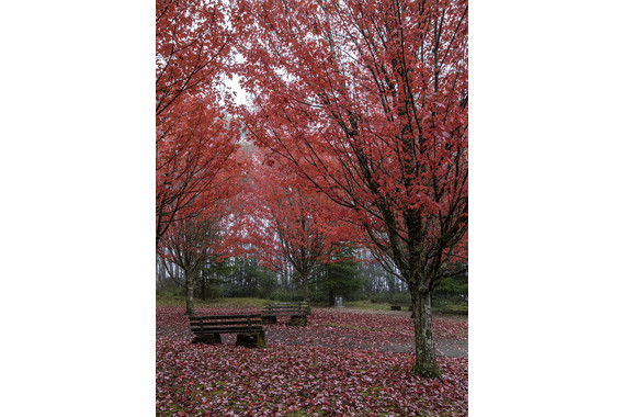 <p>3rd - B Grade: Set Print - Autumn Ablaze <small>© Tracey Noonan</small></p>

