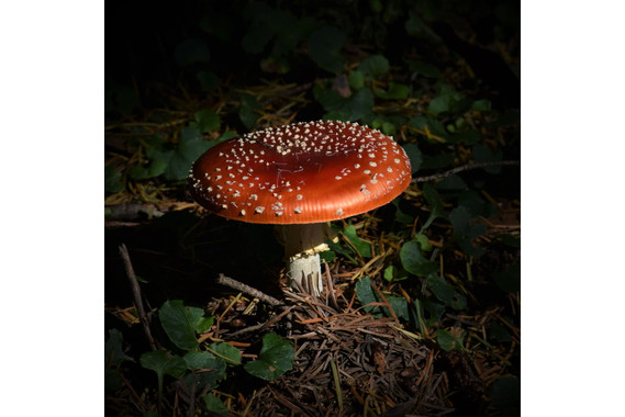 <p>3rd - B Grade: Open Print - Mushroom <small>© Carol Gurney</small></p>
