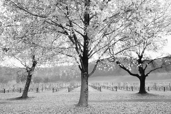 <p>3rd - A Grade: Set Digital - Monochrome Autumn <small>© Monique Whear</small></p>
