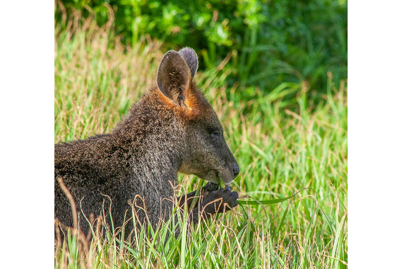 <p>HC - B Grade: Set Print - Yummy! <small>© Françoise Muller-Robbie</small></p>
