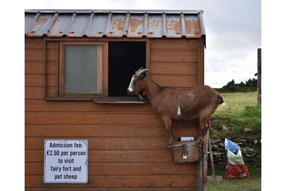 <p>HC - B Grade: Set Digital - Fairy Fort <small>© Carol Gurney</small></p>
