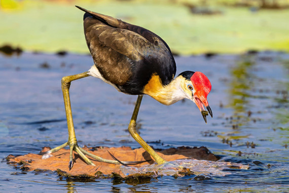 <p>3rd - A Grade: Open Print - Jacana Catch <small>© Wade Buchan</small></p>

