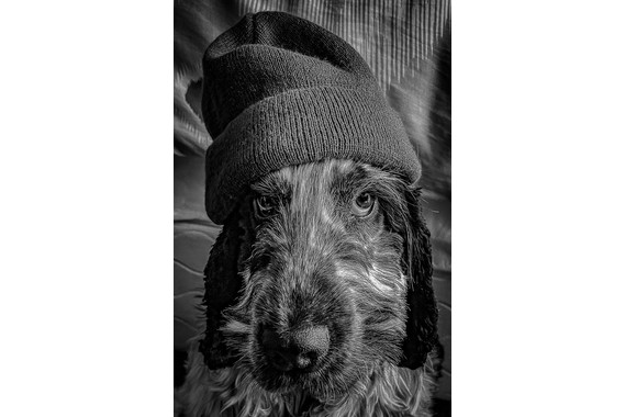 <p>2nd - B Grade: Set Digital - I'm Not Impressed <small>© Darryl Martin</small></p>
