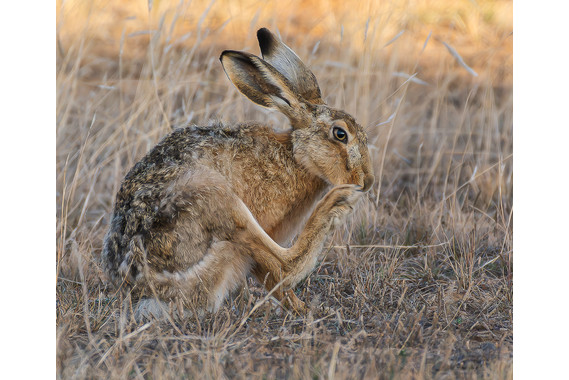 <p>HC - A Grade: Set Digital - Early Wet Morning Scratch <small>© Ian Gofton</small></p>
