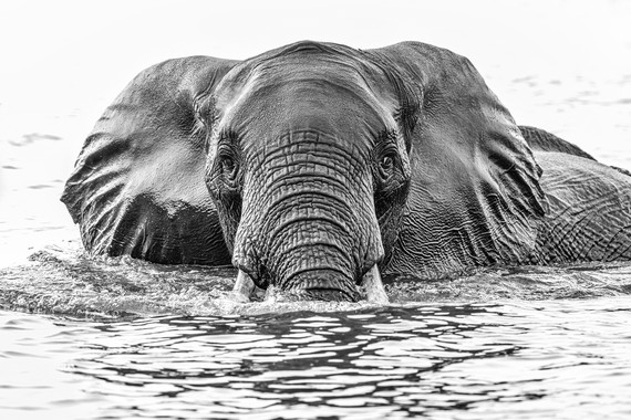 <p>2nd - A Grade: Set Digital - Elephant Crossing
 <small>© Wade Buchan</small></p>
