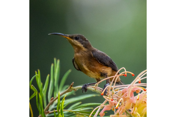 <p>1st - B Grade: Open Digital - Spinebill <small>© Gayle Tout</small></p>
