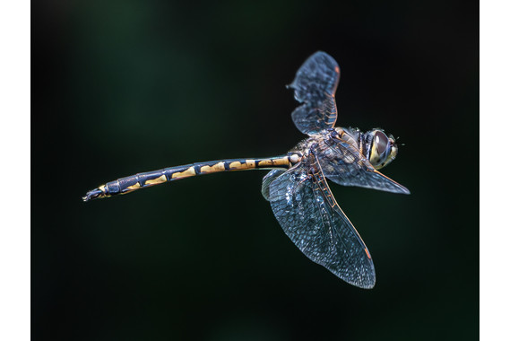 <p>3rd - B Grade: Open Digital - Dragonfly in Flight <small>© Ian Gofton</small></p>
