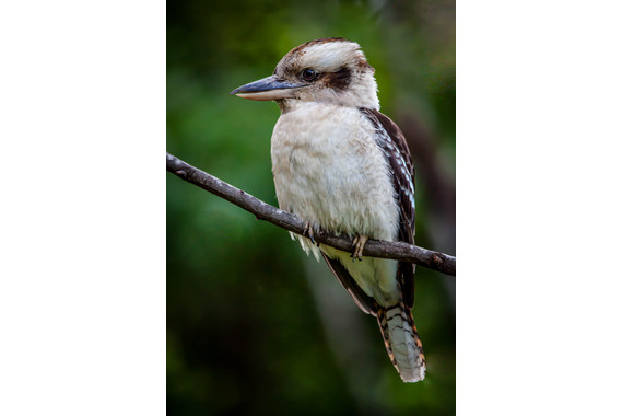 <p>2nd - B Grade: Open Digital - Kookaburra <small>© Michael Costa</small></p>
