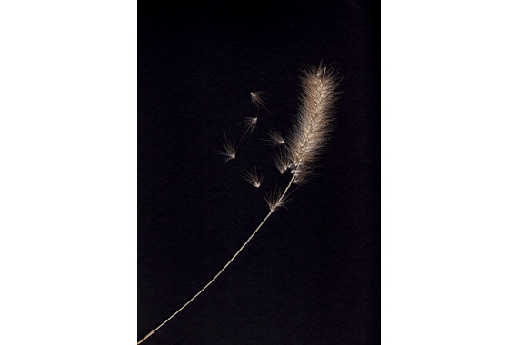 <p>3rd - A Grade: Set Print - Seed Head <small>© Neil Anderson</small></p>
