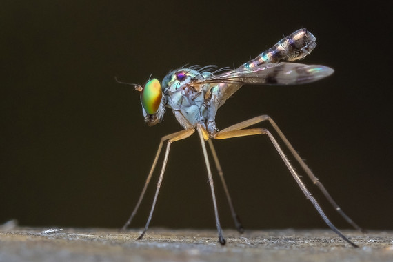 <p>1st - A Grade: Set Digital - Green Long Legged Fly <small>© Wade Buchan</small></p>
