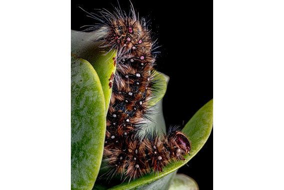 <p>1st - B Grade: Set Digital - Caterpillar <small>© Darryl Martin</small></p>
