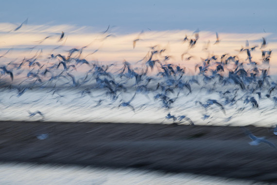 <p>1st - B Grade: Set Print - Seagulls Taking Flight <small>© Steven Virag</small></p>
