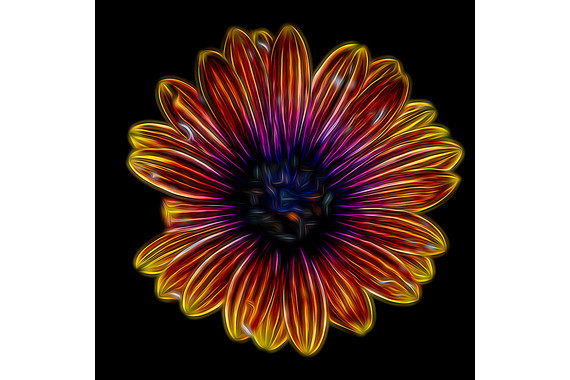 <p>2nd - B Grade: Set Print - Electric Flower <small>© Gayle Tout</small></p>
