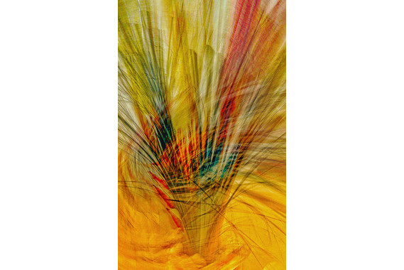 <p>3rd - B Grade: Set Digital - A Dried Arrangement with a Twist <small>© Darryl Martin</small></p>
