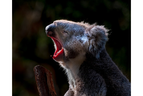 <p>2nd - B Grade: Open Print - Life's Hard Being a Koala <small>© Gayle Tout</small></p>
