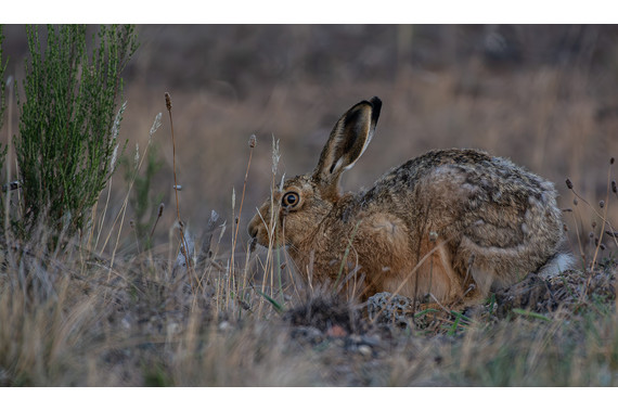 <p>3rd - A Grade: Open Print - On High Alert <small>© Ian Gofton</small></p>
