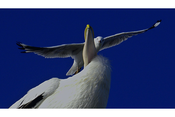 <p>HC - B Grade: Open Digital - Shift Over Big Bird <small>© Peter Greenhill</small></p>
