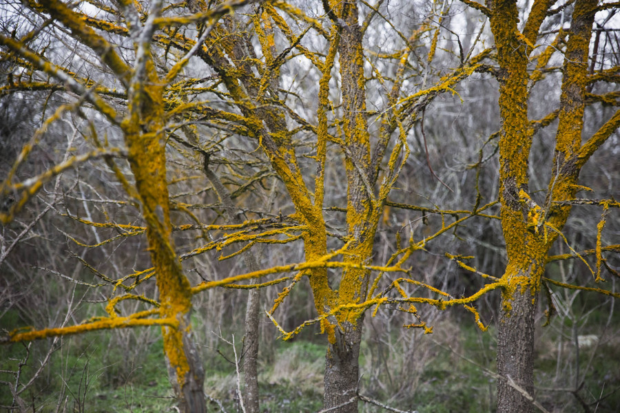 Yellow Trees